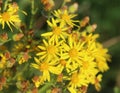 Hoary ragwort Royalty Free Stock Photo
