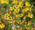 Hoary ragwort