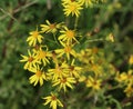 Hoary ragwort Royalty Free Stock Photo