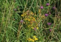 Hoary ragwort