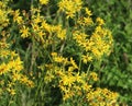 Hoary ragwort Royalty Free Stock Photo