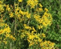 Hoary ragwort