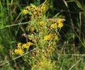 Hoary ragwort Royalty Free Stock Photo