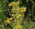 Hoary ragwort