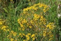 Hoary ragwort