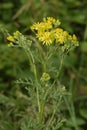 Hoary Ragwort