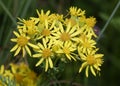 Hoary Ragwort