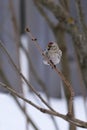 Hoary Redpole (Carduelis hornemanni)