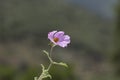 A pink rock-rose flower in summer Royalty Free Stock Photo