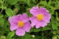 Hoary rock rose, flowers Royalty Free Stock Photo