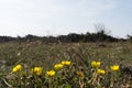 Hoary Rock-rose in a low angle image Royalty Free Stock Photo