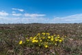 Hoary rockrose in a barren landscape