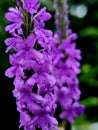 Hoary Vervain flower art nature