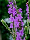 Hoary Vervain flower art nature