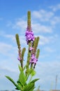 Hoary Vervain (Verbena stricta) Wildflower Royalty Free Stock Photo