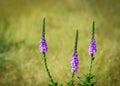 Hoary Vervain wildflower Royalty Free Stock Photo