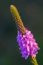 Hoary Vervain Wildflower Royalty Free Stock Photo