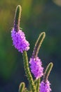 Hoary Vervain Wildflower Royalty Free Stock Photo