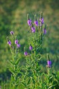 Hoary Vervain Wildflower Royalty Free Stock Photo