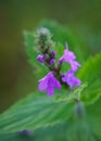 Hoary Vervain wildflower Royalty Free Stock Photo