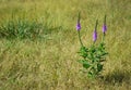 Hoary Vervain wildflower Royalty Free Stock Photo