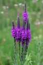 Hoary Vervain 22071