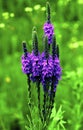 Hoary Vervain 22072