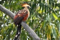 Colorful Hoatzin Bird Perched on Branch in Lush Forest Setting