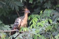 Hoatzin Bird in the Amazon Forest