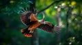 Hoatzin is flying in the forest