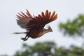 Hoatzin flying - Opisthocomus hoazin - in Cuyabeno Wildlife Reserve - Amazonia, Ecuador Royalty Free Stock Photo