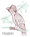 Hoatzin hand drawn vector illustration