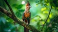 Hoatzin in the middle of a green forest