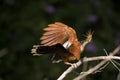 Hoatzin, opisthocomus hoazin, Adult opening Wings Manu Reserve in Peru