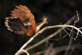 Hoatzin, opisthocomus hoazin, Adult standing on Branch with Open Wings, Manu Reserve in Peru Royalty Free Stock Photo