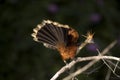 Hoatzin, opisthocomus hoazin, Adult standing on Branch with Open Wings, Manu Reserve in Peru Royalty Free Stock Photo