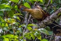 The hoatzin Opisthocomus hoazin, also known as the reptile bird, skunk bird, stinkbird, or Canje pheasant, is a species of Royalty Free Stock Photo