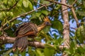 The hoatzin Opisthocomus hoazin, also known as the reptile bird, skunk bird, stinkbird, or Canje pheasant, is a species of Royalty Free Stock Photo