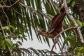 The hoatzin Opisthocomus hoazin, also known as the reptile or skunk bird, stinkbird, or Canje pheasant, is a species of tropical Royalty Free Stock Photo