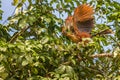 The hoatzin Opisthocomus hoazin, also known as the reptile or skunk bird, stinkbird, or Canje pheasant, is a species of tropical Royalty Free Stock Photo