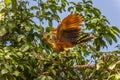 The hoatzin Opisthocomus hoazin, also known as the reptile or skunk bird, stinkbird, or Canje pheasant, is a species of tropical Royalty Free Stock Photo