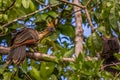 The hoatzin Opisthocomus hoazin, also known as the reptile or skunk bird, stinkbird, or Canje pheasant, is a species of tropical Royalty Free Stock Photo