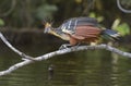 Hoatzin Opisthocomus hoazin on a branch over Lake Garzacocha, La Selva Jungle Eco Lodge, Amazon Basin Royalty Free Stock Photo