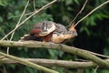 Hoatzin Opisthocomus hoazin with crest raised in the Amazon rainforest Royalty Free Stock Photo