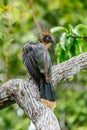 Hoatzin Opisthocomus hoazin with crest raised in the Amazon rainforest Royalty Free Stock Photo