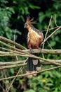 Hoatzin Opisthocomus hoazin with crest raised in the Amazon rainforest Royalty Free Stock Photo