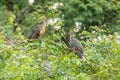 Hoatzin Opisthocomus hoazin Royalty Free Stock Photo