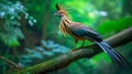 Hoatzin perches in the woods