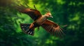 Hoatzin is flying in the forest