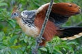 Hoatzin - Opisthocomus hoazin - in Cuyabeno Wildlife Reserve - Amazonia, Ecuador